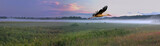 Panorama of peaty meadow with White Stork
