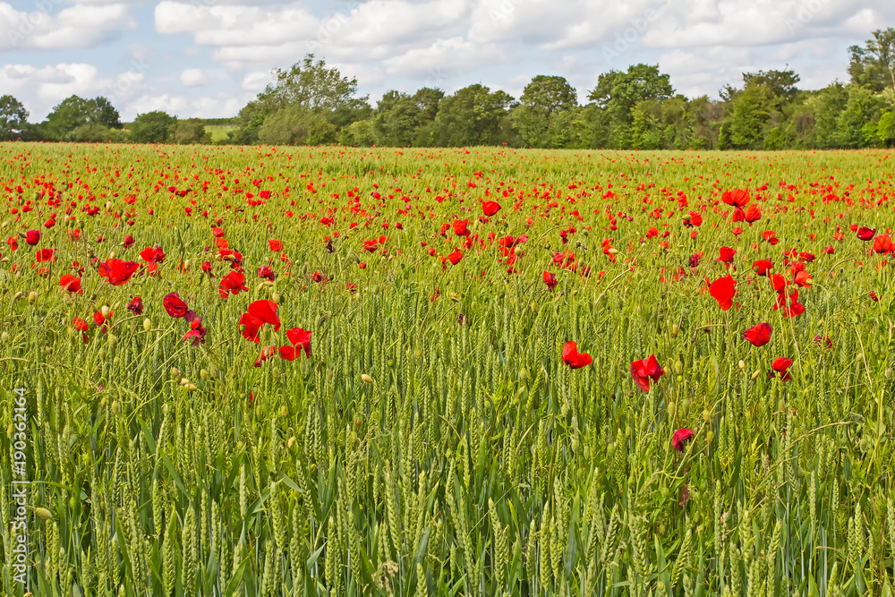 Field of red poppies 