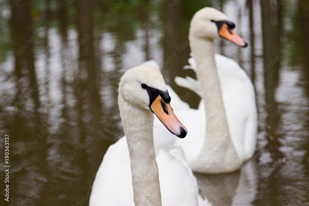 Obraz premium A pair of swans in a pond. Tourist base in the forest.