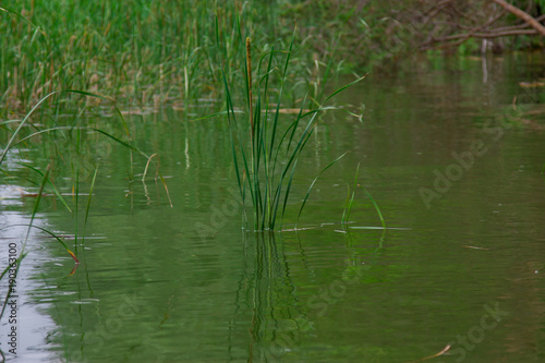 Reeds in the water during a small rain. Tourist base in the forest.