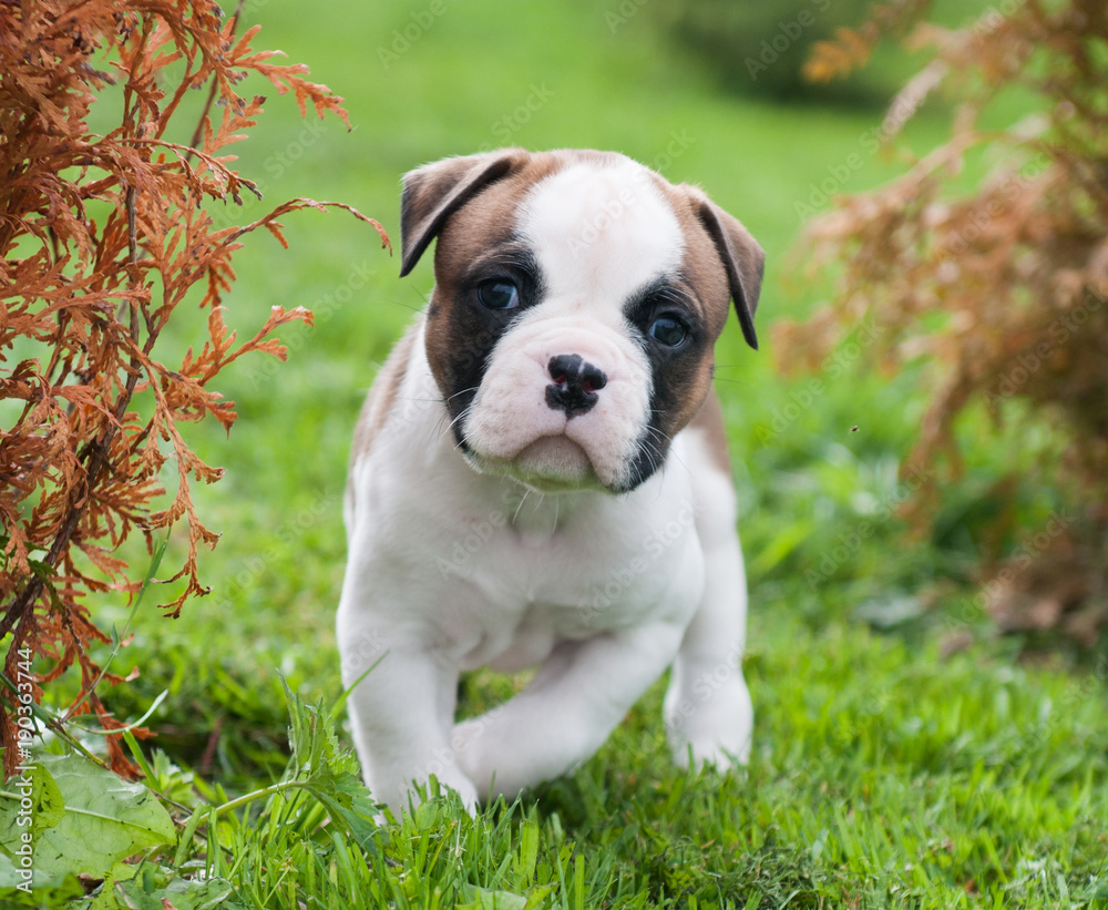 Funny nice red American Bulldog puppy is walking on the grass