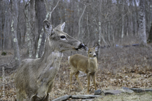 Fototapeta Naklejka Na Ścianę i Meble -  Mother and Young Whitetail Deer in My Backyard