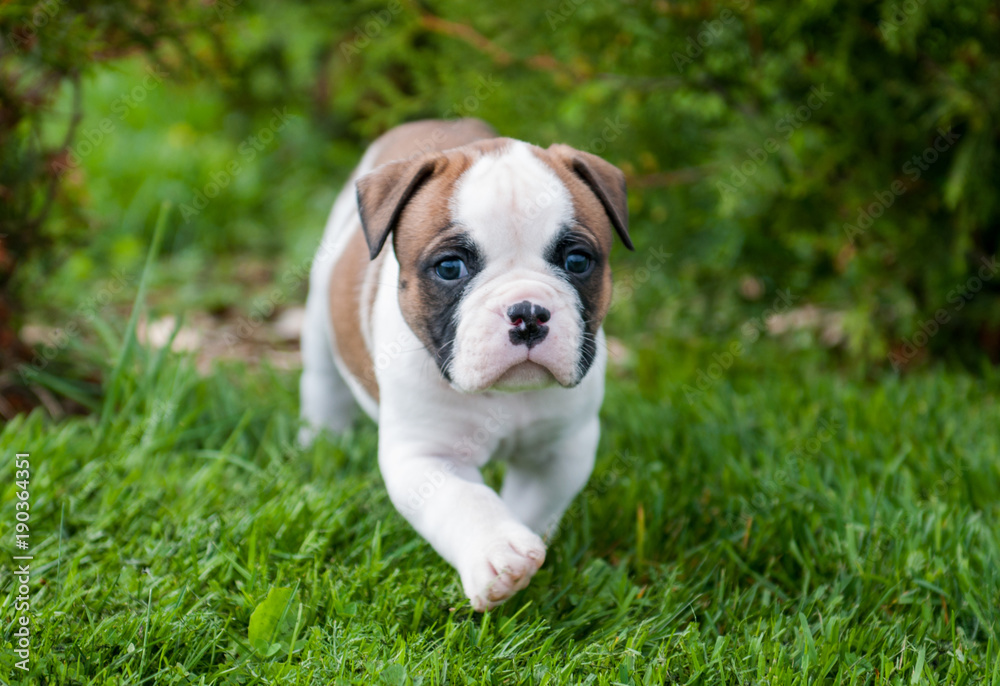 Funny nice red American Bulldog puppy is walking on the grass