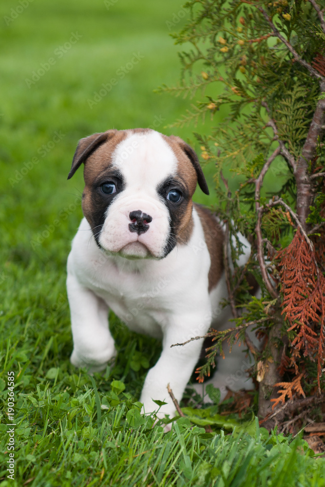 Funny nice red American Bulldog puppy is walking on the grass Funny nice red American Bulldog puppy is walking on the grass