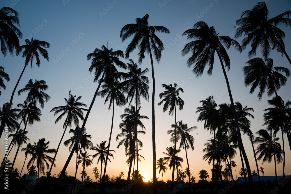 Silhouette of tropical palm trees during sunset