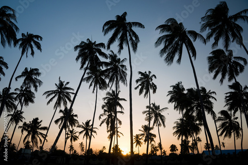 Silhouette of tropical palm trees during sunset © ventura