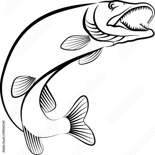 pike fish