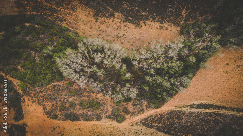 Aerial photo over a dry forest as seen from directly above