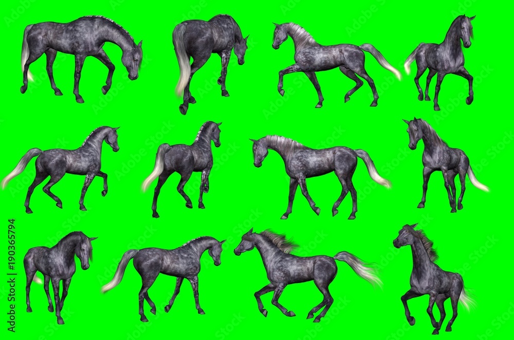 Collezione su sfondo chroma key di pose di cavallo arabo