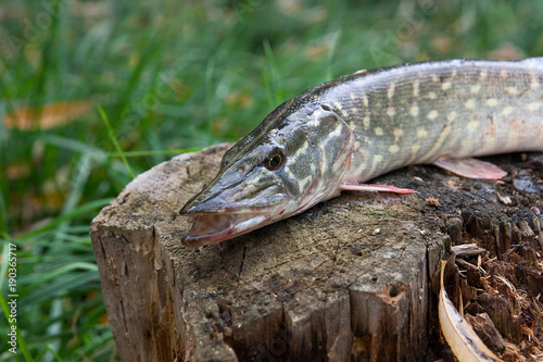 Freshwater pike fish lies on a wooden hemp..