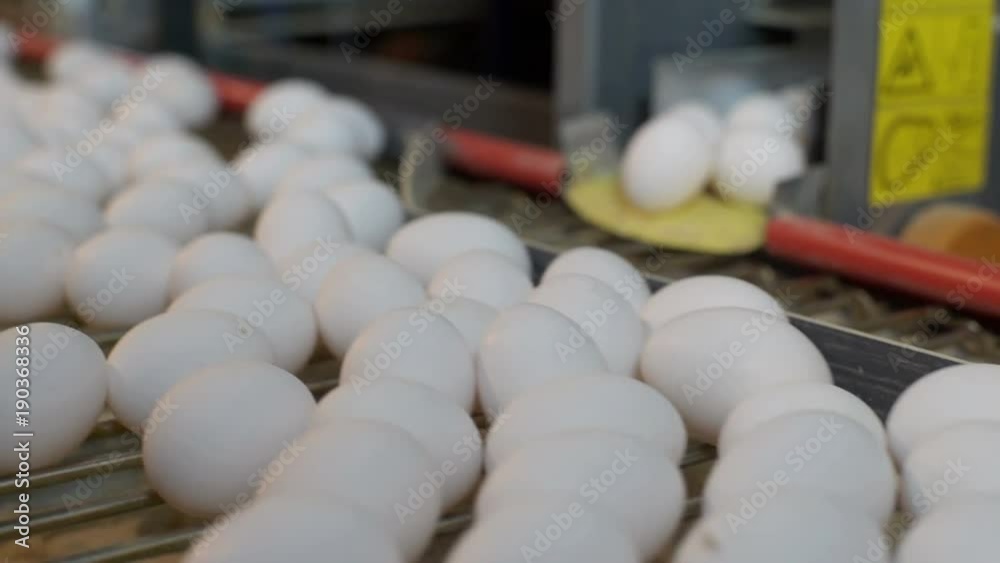 Eggs moving on the conveyer in factory Eggs moving on the conveyer in factory