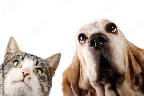 Basset hound dog and kitten on white background 