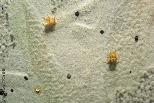 Remains of house bugs, cimicidae on the wall macro photo