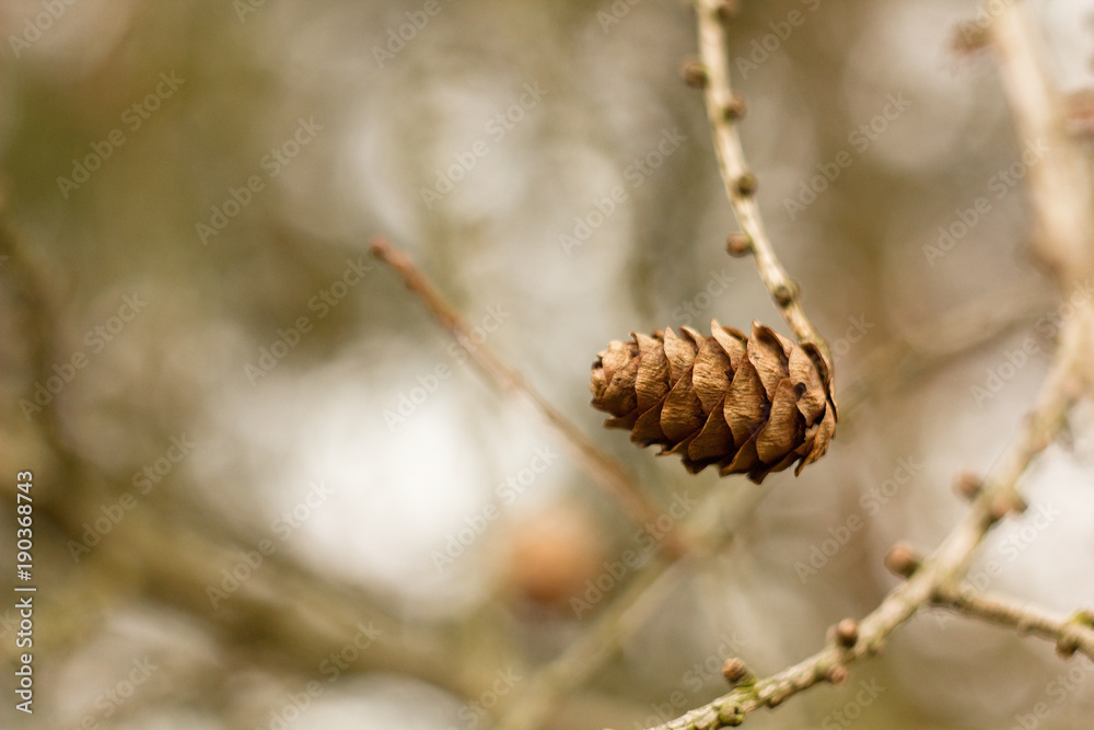 Larch tree twig cone, spring or autumn natural background. Larch tree twig cone, spring or autumn natural background.