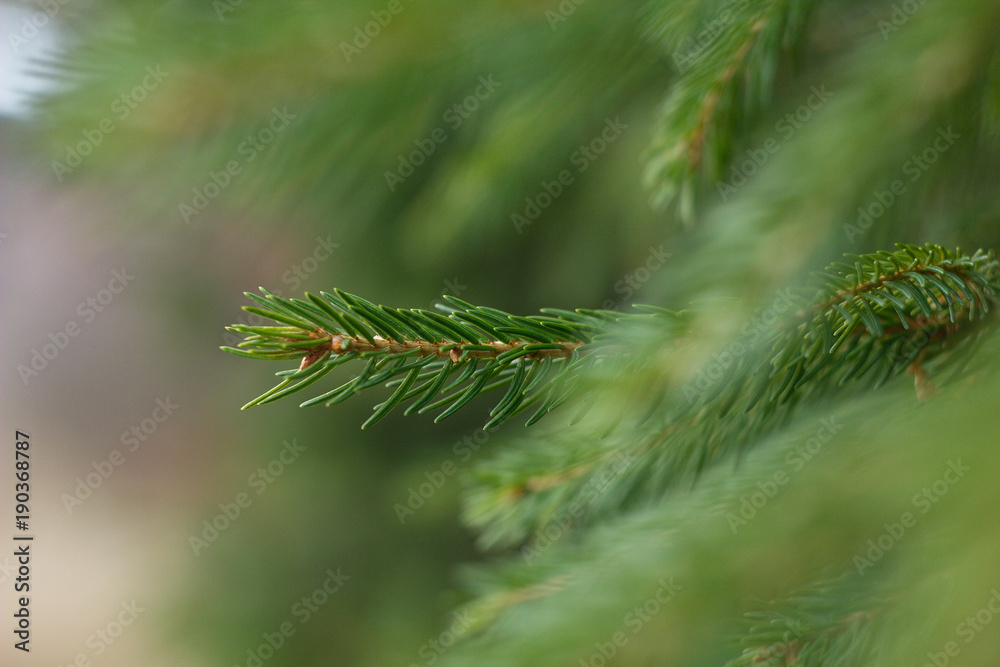 Green spruce needles on a twig, natural and spring background. Green spruce needles on a twig, natural and spring background.