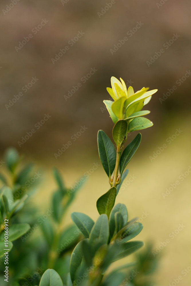 Bay leaves, botanical laurel laurel (Laurus nobilis L.) - obrazy, fototapety, plakaty 