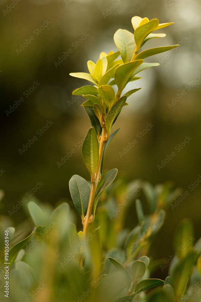 Bay leaves, botanical laurel laurel (Laurus nobilis L.) - obrazy, fototapety, plakaty 