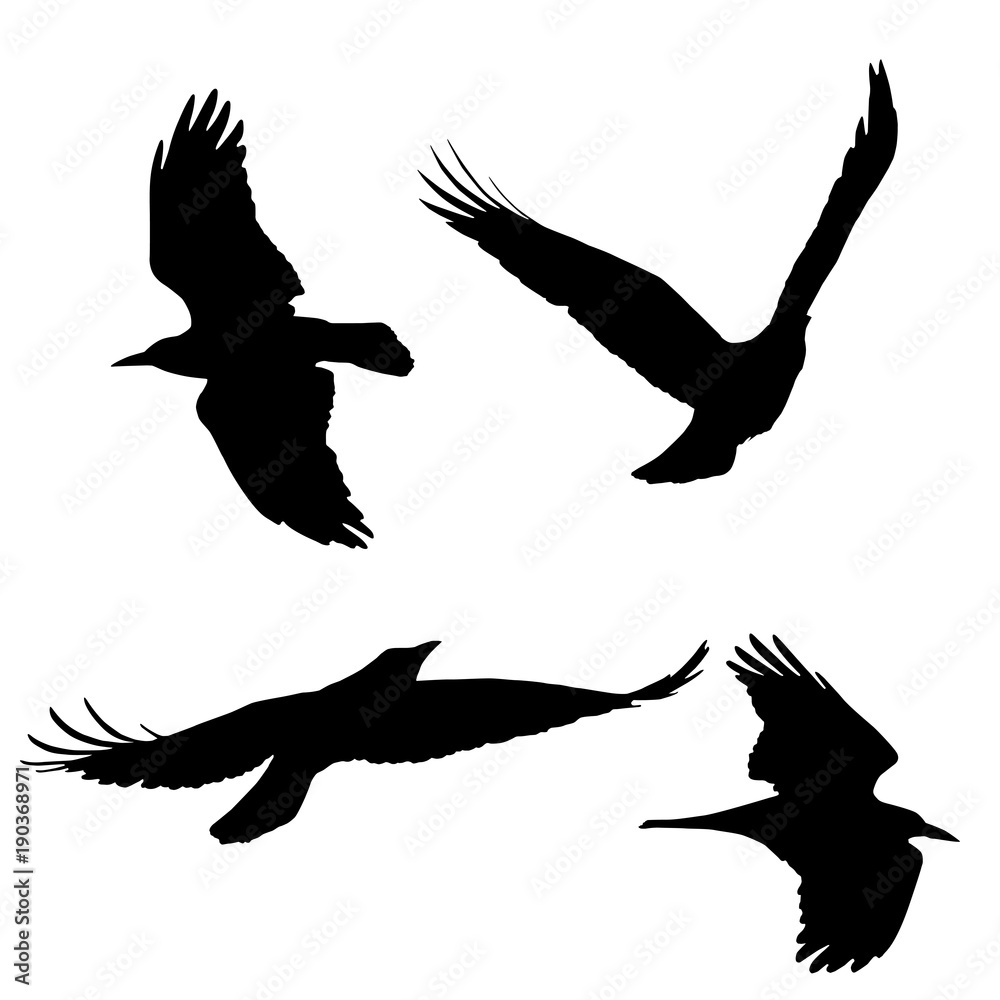 Obraz premium Set of vector silhouettes of flying birds