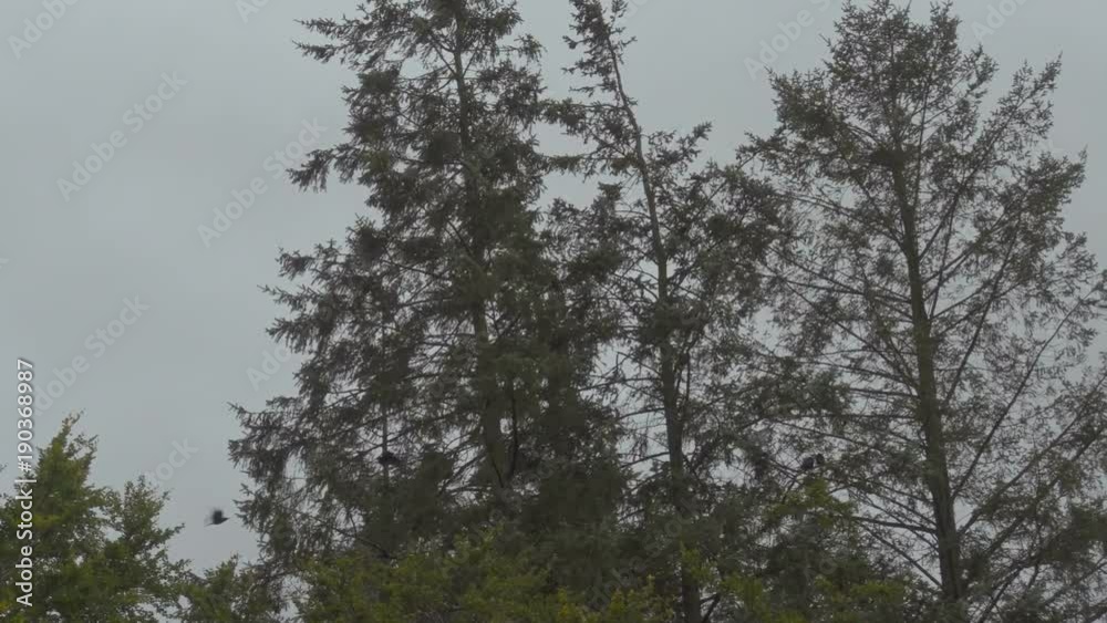 Black Crows Flying between the Trees against Gloomy Sky of Scotland Black Crows Flying between the Trees against Gloomy Sky of Scotland