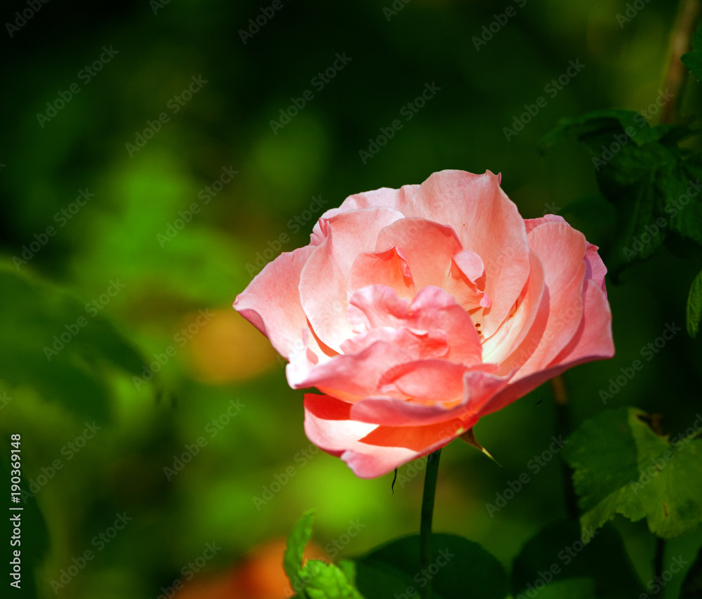 Very gentle pink rose on a green background