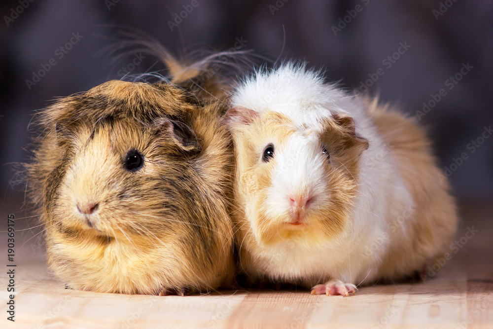Fototapeta premium Cute guinea pigs
