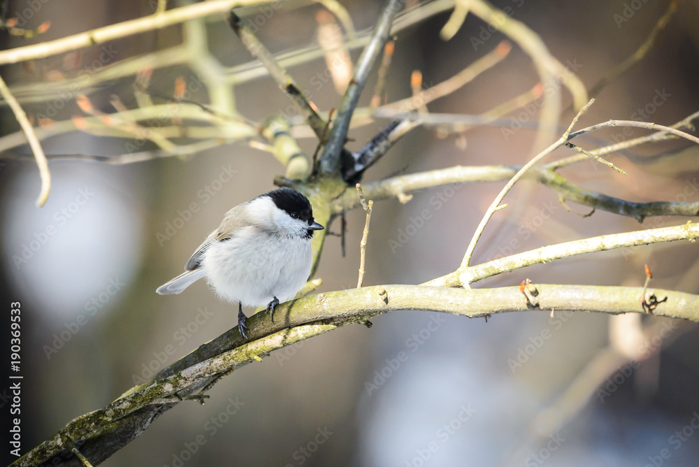 Obraz premium Marsh tit sitting on a branch (Poecile palustris)