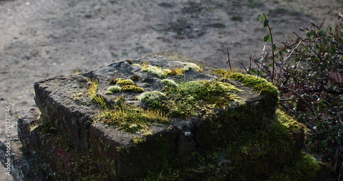 Moss on ancient stones