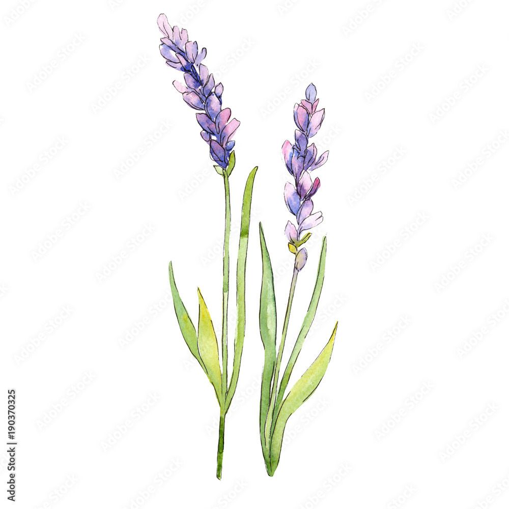 Fototapeta premium Wildflower lavender flower in a watercolor style isolated. Full name of the plant: lavender. Aquarelle wild flower for background, texture, wrapper pattern, frame or border.