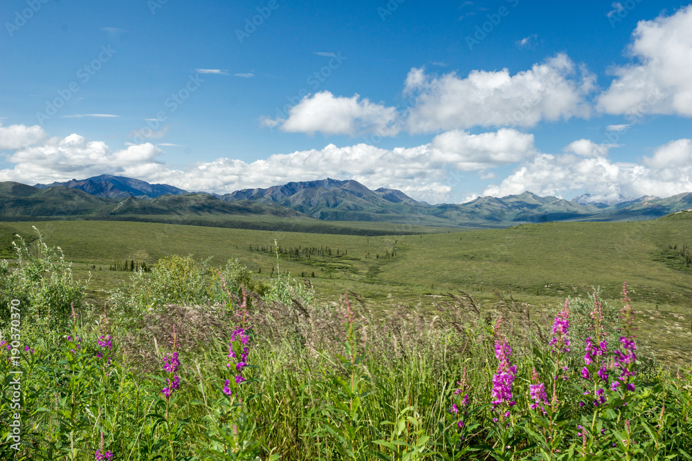 summer landscape in Denali National Park, Alaska