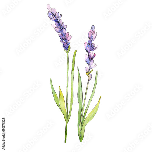 Wildflower lavender flower in a watercolor style isolated. Full name of the plant  lavender. Aquarelle wild flower for background  texture  wrapper pattern  frame or border.