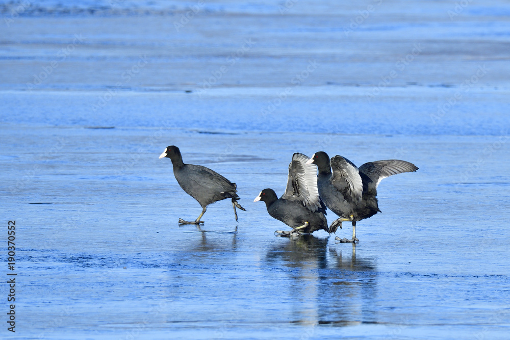 Obraz premium Blässhühner rennen über das Eis