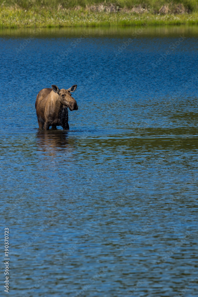 moose feeding in pond, Denali National Park, Alaska