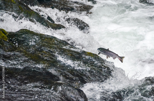 Salmon jumping over a waterfall on Kenai Peninsula, Alaska photo