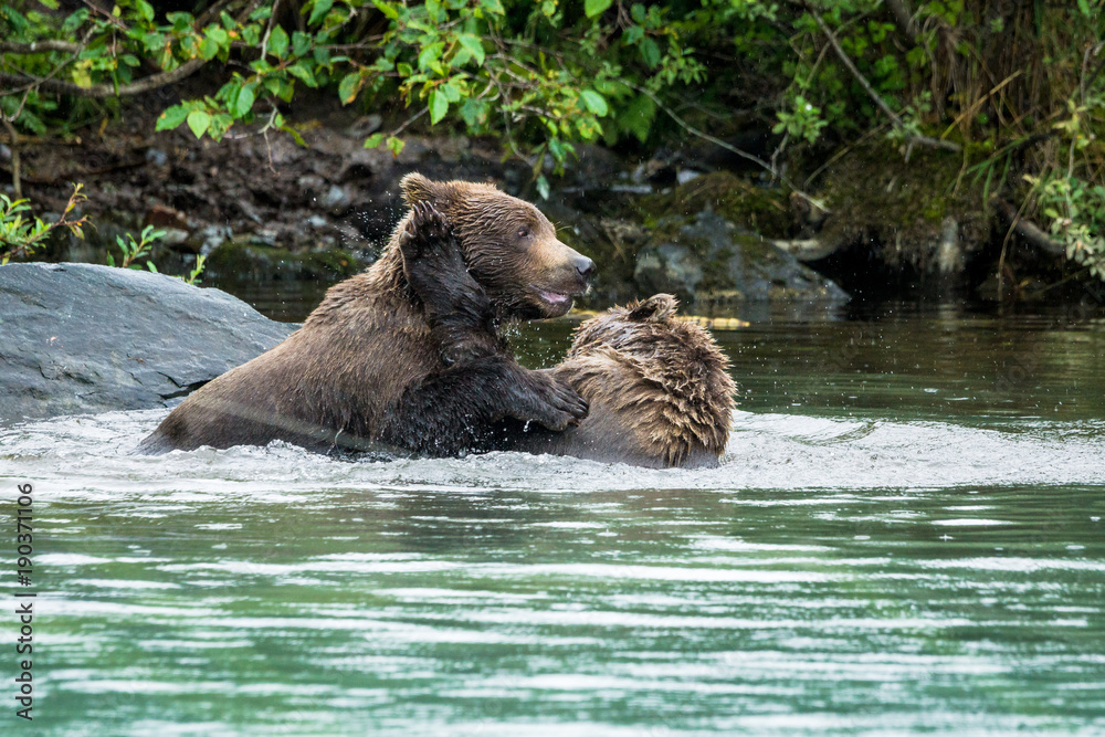 Grizzly bear brothers playing in a lake in Lake Clark National Park, Alaska Grizzly bear brothers playing in a lake in Lake Clark National Park, Alaska