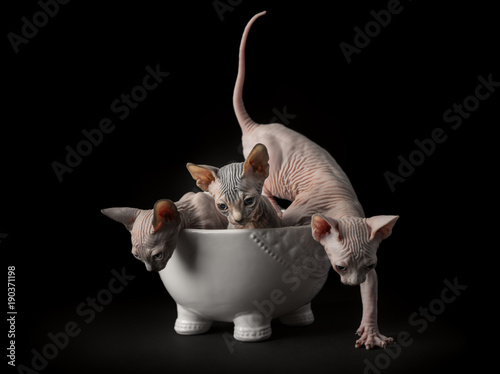 Fototapeta Naklejka Na Ścianę i Meble -  Sphynx cat