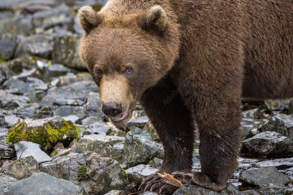 Grizzly Bear in Lake Clark National Park, Alaska Grizzly Bear in Lake Clark National Park, Alaska