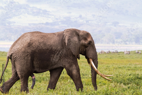 Portrait of large elephant with a very big  tusk. NgoroNgoro  Tanzania 