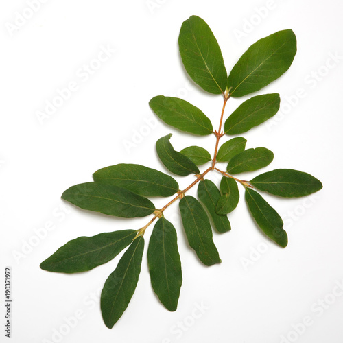 Leaves of honeysuckle isolated on white background.