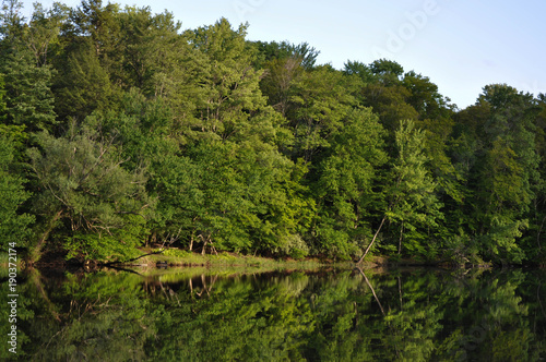 Calm Lake with Trees Reflecting in the Water