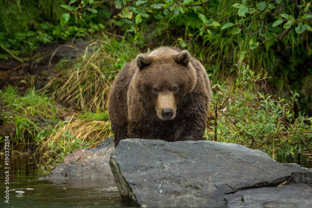 Fototapeta premium young Grizzly bear in Lake Clark National Park, Alaska