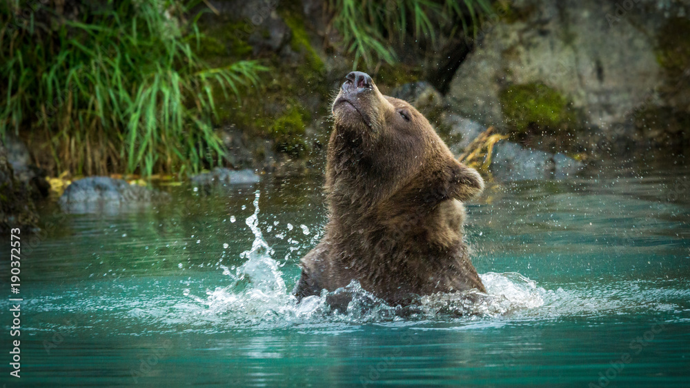 Fototapeta premium niedźwiedź grizzly strząsający wodę z głowy, Park Narodowy Lake Clark, Alaska