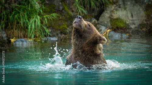 grizzly bear shaking off the water from his head, Lake Clark National Park, Alaska photo