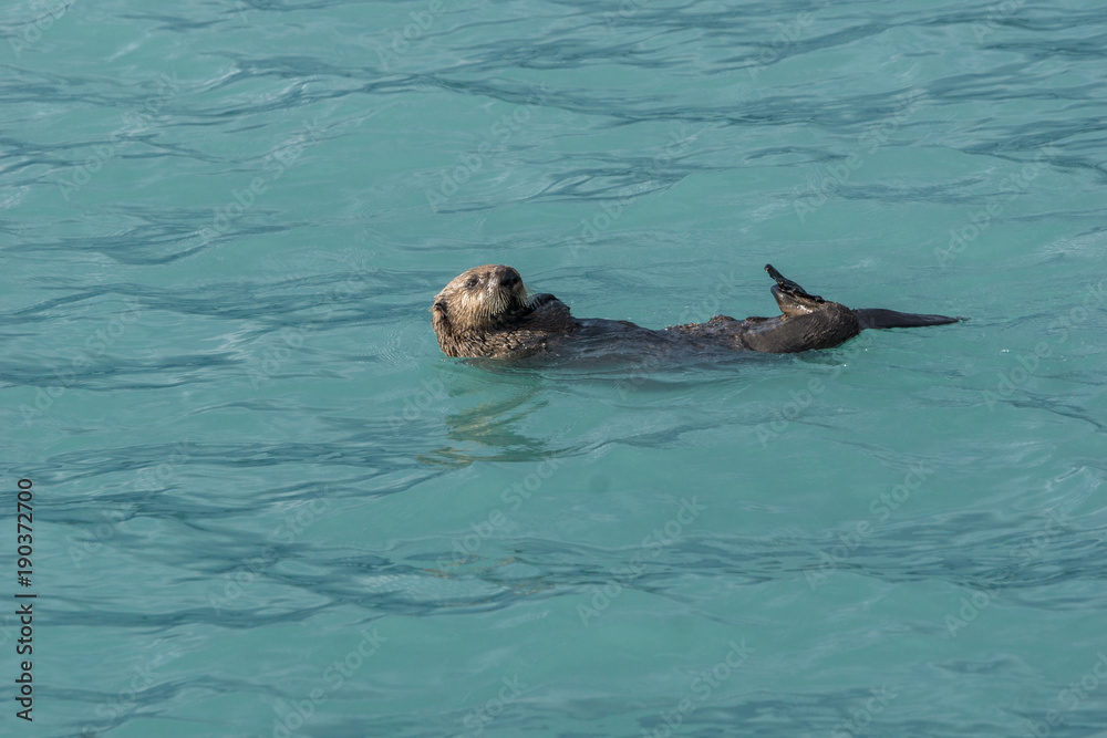 Obraz premium floating Sea otter in Kenai Fjords National Park, Alaska