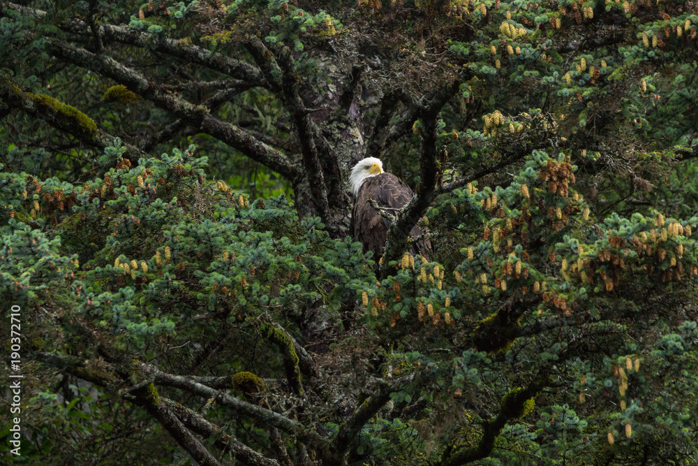 Bald Eagle sitting on tree in Kenai Fjords National Park, Alaska Bald Eagle sitting on tree in Kenai Fjords National Park, Alaska