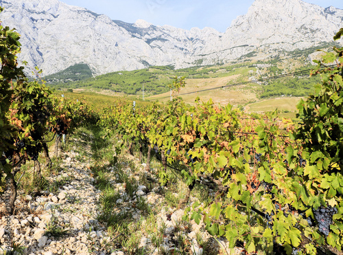 vineyard near Baska Voda with Biokovo mountains in the background, Croatia