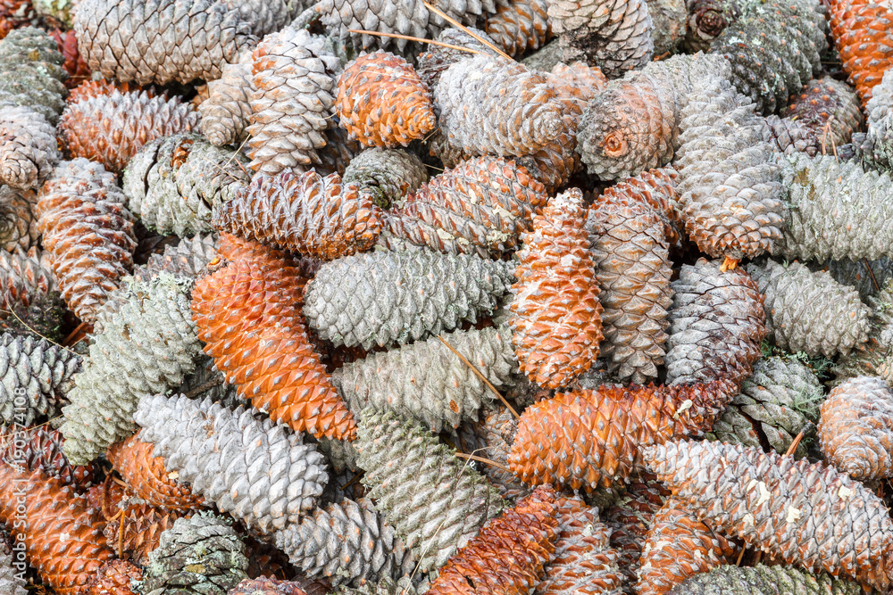 Piñas de pino marítimo, resinero. Pinus pinaster. Stock Photo | Adobe Stock