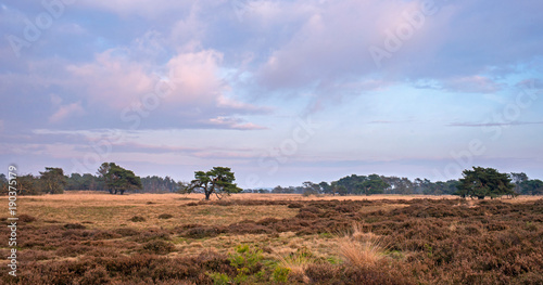 Heather landscape with pine trees and cloudy sky at sunset.