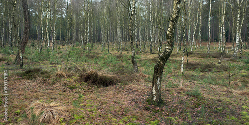 Trunks of young birch trees in forest.