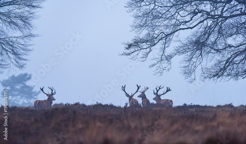 Red deer stags in misty heather in winter.