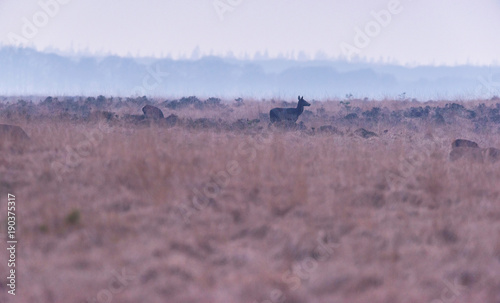 Fototapeta Naklejka Na Ścianę i Meble -  Silhouette of red deer hind in high yellow grass.